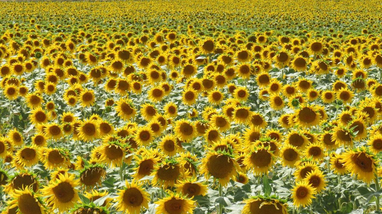 Nature'S Pace Holidays Montmaur  Kültér fotó